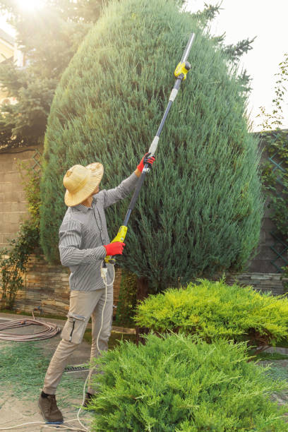 Best Lawn Irrigation Installation and Maintenance  in Valley Springs, CA